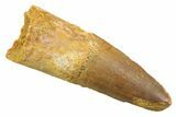 Fossil Spinosaurus Tooth - Real Dinosaur Tooth #352379-1